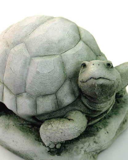 William Turtle